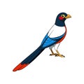 Charming Elegant Trogon Artwork Royalty Free Stock Photo