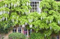 Charming english cottage with white wisteria flowers