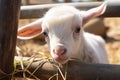 Charming farm moment White baby goat plays near bamboo fence Royalty Free Stock Photo