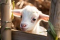 Charming farm moment White baby goat plays near bamboo fence Royalty Free Stock Photo