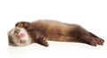 Charming Ferret sleeps sweetly on a white