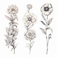 Charming Floral Anatomy: Detailed Sketches Of Four Zinnia Tattoos Royalty Free Stock Photo