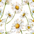 A charming floral design. daisies with sunny yellow centers create a seamless and cheerful pattern on a white background. for Royalty Free Stock Photo