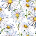 A charming floral design. daisies with sunny yellow centers create a seamless and cheerful pattern on a white background. for Royalty Free Stock Photo