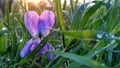 Charming forest violet with dew drops