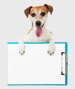 Charming friendly smile dog with office tablet