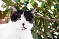 Charming funny black and white cat looking curious into the camera on green fogliage background. Pets concept.