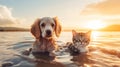 cat and dog friendship , puppy sit play on sunset in sea water on beach wild field Royalty Free Stock Photo