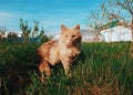 Charming ginger cat in the garden Royalty Free Stock Photo