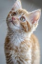 Charming Ginger Kitten Portrait Featuring Expressive Eyes and Soft Fur on a Smooth Gray Background Royalty Free Stock Photo