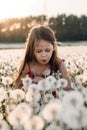 Little girl leaning close to white flower, blowing seeds of dandelion making wish while walking in meadow of blossoms. Royalty Free Stock Photo