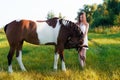 Charming girl in white dress with horse in the field Royalty Free Stock Photo