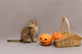 Charming golden cat Scotish Straight on a gray background looks to the side, a basket of pumpkins