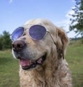 Charming Golden Retriever on the background of nature