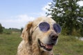 Charming Golden Retriever on the background of nature