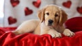 A charming golden retriever puppy is lying on the bed on a red blanket with little hearts. Valentines Day greeting card