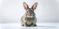 Charming Gray Bunny Rabbit Posing Gracefully on a White Background A TiltShift Perspective for a Captivating CloseUp Royalty Free Stock Photo