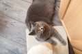 A charming gray cat is lying on the floor in the room next to the scratching post. Top-down view Royalty Free Stock Photo