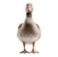 Charming gray goose posing proudly Royalty Free Stock Photo