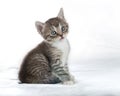 Charming gray kitten on a white background, looking into the camera with its large eyes Royalty Free Stock Photo