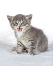 Charming gray kitten on a white background, looking into the camera with its large eyes Royalty Free Stock Photo