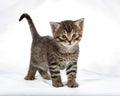 Charming gray kitten on a white background, looking into the camera with its large eyes Royalty Free Stock Photo