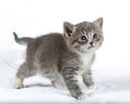 Charming gray kitten on a white background, looking into the camera with its large eyes Royalty Free Stock Photo