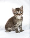 Charming gray kitten on a white background, looking into the camera with its large eyes Royalty Free Stock Photo