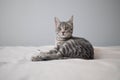 Charming gray striped scared cat lying on the bed. Cozy home concept