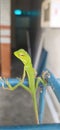 charming green chameleon Royalty Free Stock Photo
