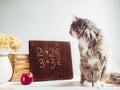 Fluffy kitten, vintage books, red apple and brown blackboard