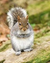 Grey Squirrel - Scirius carolinensis, sitting on a stone. Royalty Free Stock Photo
