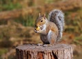 Grey Squirrel - Scirius carolinensis, eating an acorn. Royalty Free Stock Photo