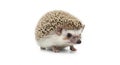 Cute hedgehog standing on white background looking at camera with perked ears and open mouth Royalty Free Stock Photo