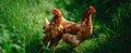 The Charming Hens Roaming Freely in a Lush Green Meadow.AI generated image Royalty Free Stock Photo