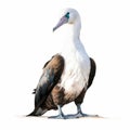 Charming Illustration Of Galapagos Bluefooted Booby On White Background Royalty Free Stock Photo