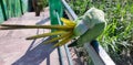 Rose-ringed Parakeet Scratching its Tail