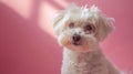 Adorable Bichon Maltes Puppy on Pink Background - Aesthetic Minimalist Portrait of Cute Small Dog - Pet