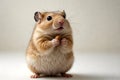 Cute Hamster Holding Small Cookie With Curious Expression On Clean Studio Background Royalty Free Stock Photo