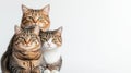 This charming image features three tabby cats posing together against a white background. Royalty Free Stock Photo