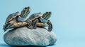 Two Turtles Sitting on a Rock Against a Soft Blue Background Royalty Free Stock Photo