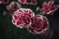 Double blooms in a summer cottage garden