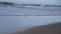An improbable landing on the edge of the beach at Lacanau Ocean.