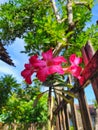 Charming Japanese frangipani flower