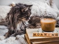 Charming kitten and cup of aromatic coffee Royalty Free Stock Photo