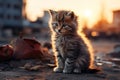 Charming kitten in a dark, abandoned city, exploring the eerie streets with its adorable presence Royalty Free Stock Photo