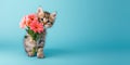 A charming kitten holds a bouquet of pink gerberas on a blue background,a place for text,a concept for advertising pet products,