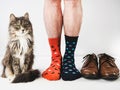 Charming kitten and men`s legs. Studio photo Royalty Free Stock Photo