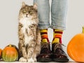 Charming kitten and men`s legs. Studio photo Royalty Free Stock Photo