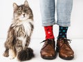 Charming kitten and men`s legs. Studio photo Royalty Free Stock Photo